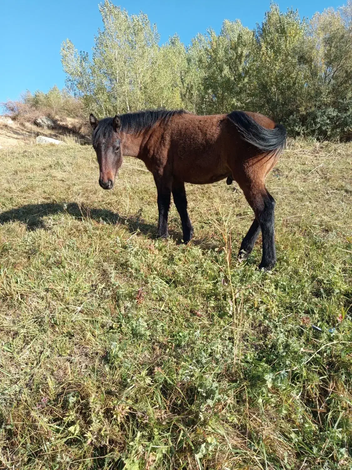 کره اسب نر 6ماه|اسب و تجهیزات اسب‌سواری|سیلوانه, |دیوار