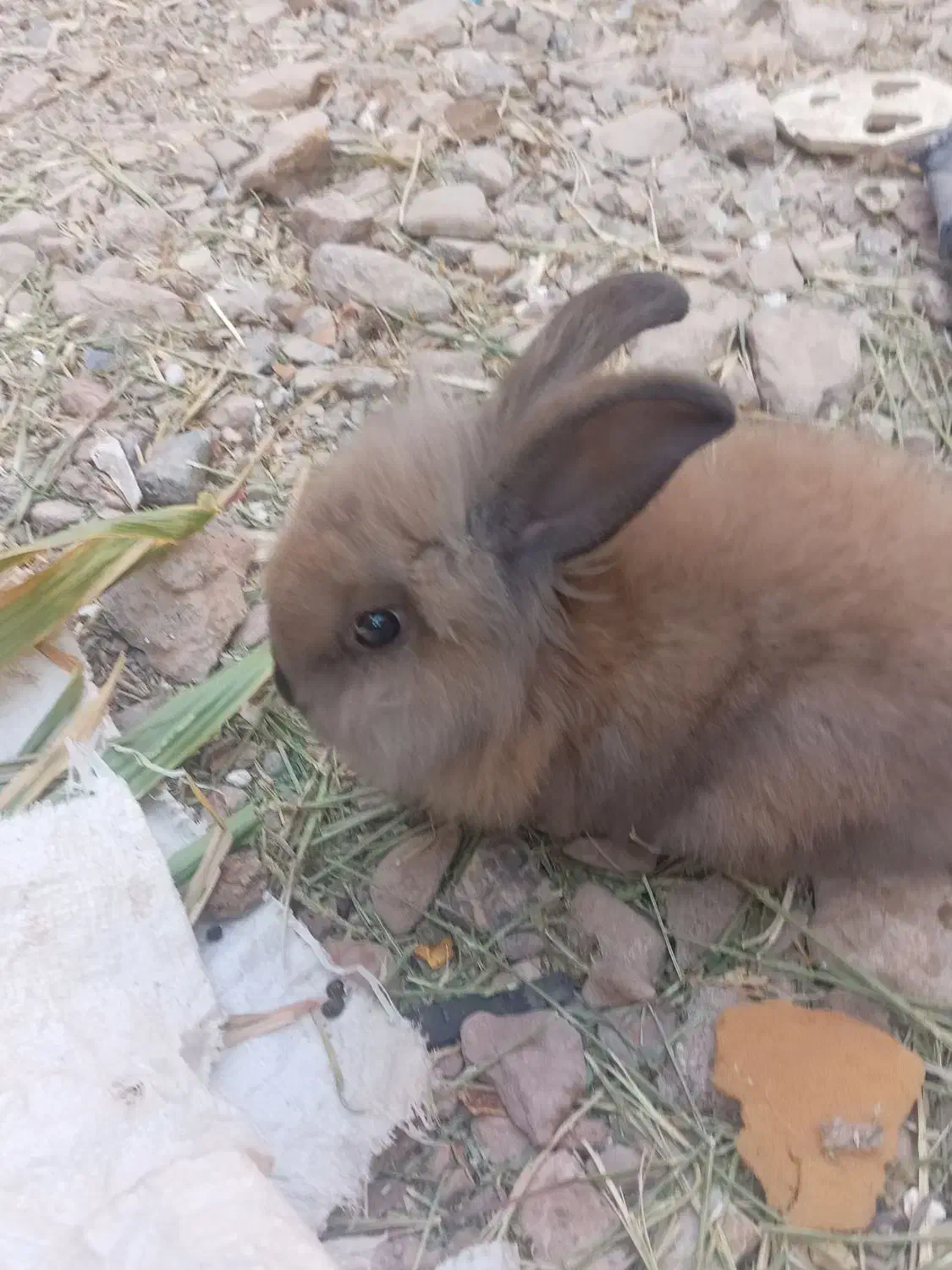 لپ بامزه|موش و خرگوش|قائن, |دیوار