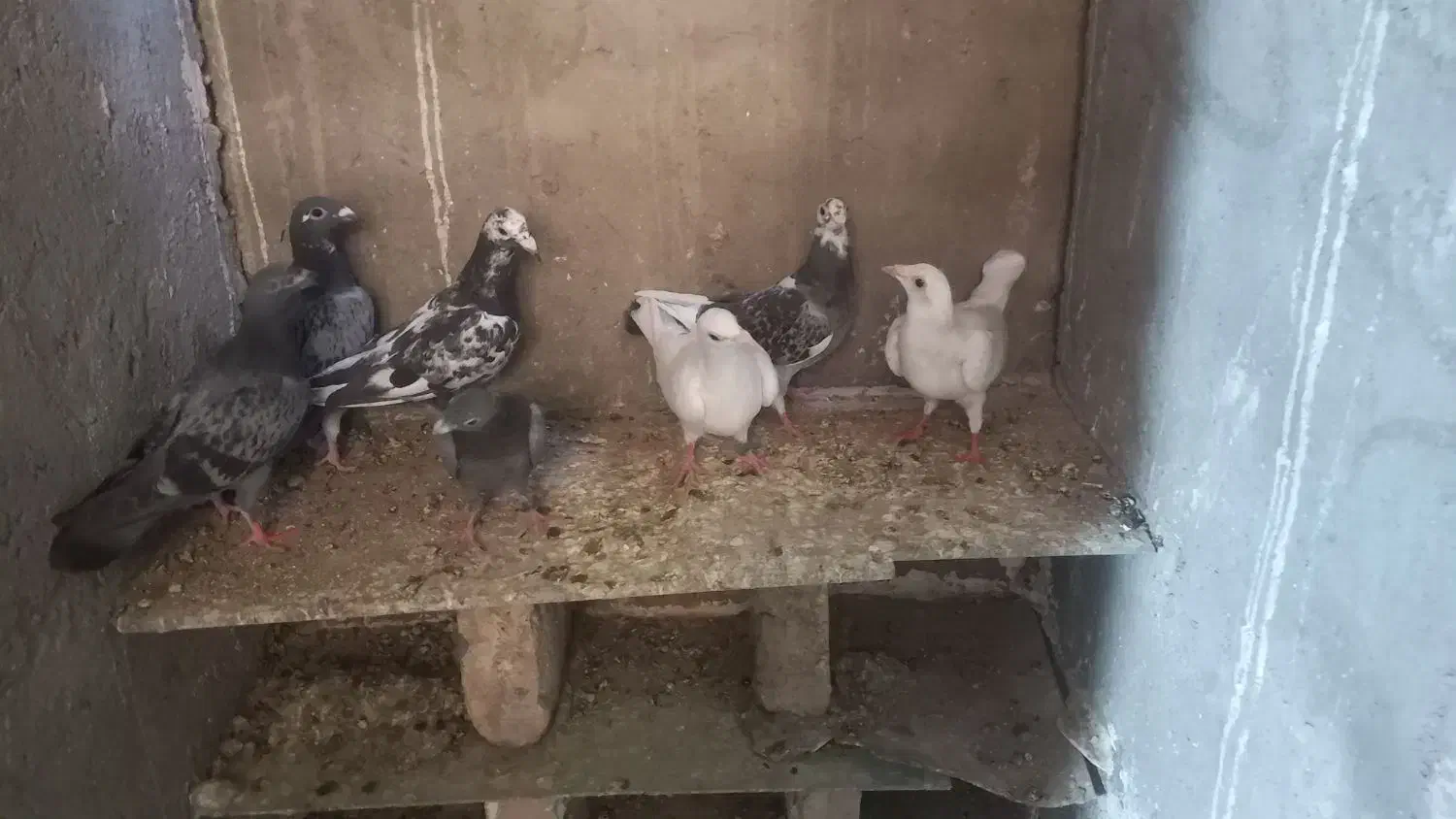 کبوتر پلاکی بوم ندیده|پرنده|زرندیه, |دیوار