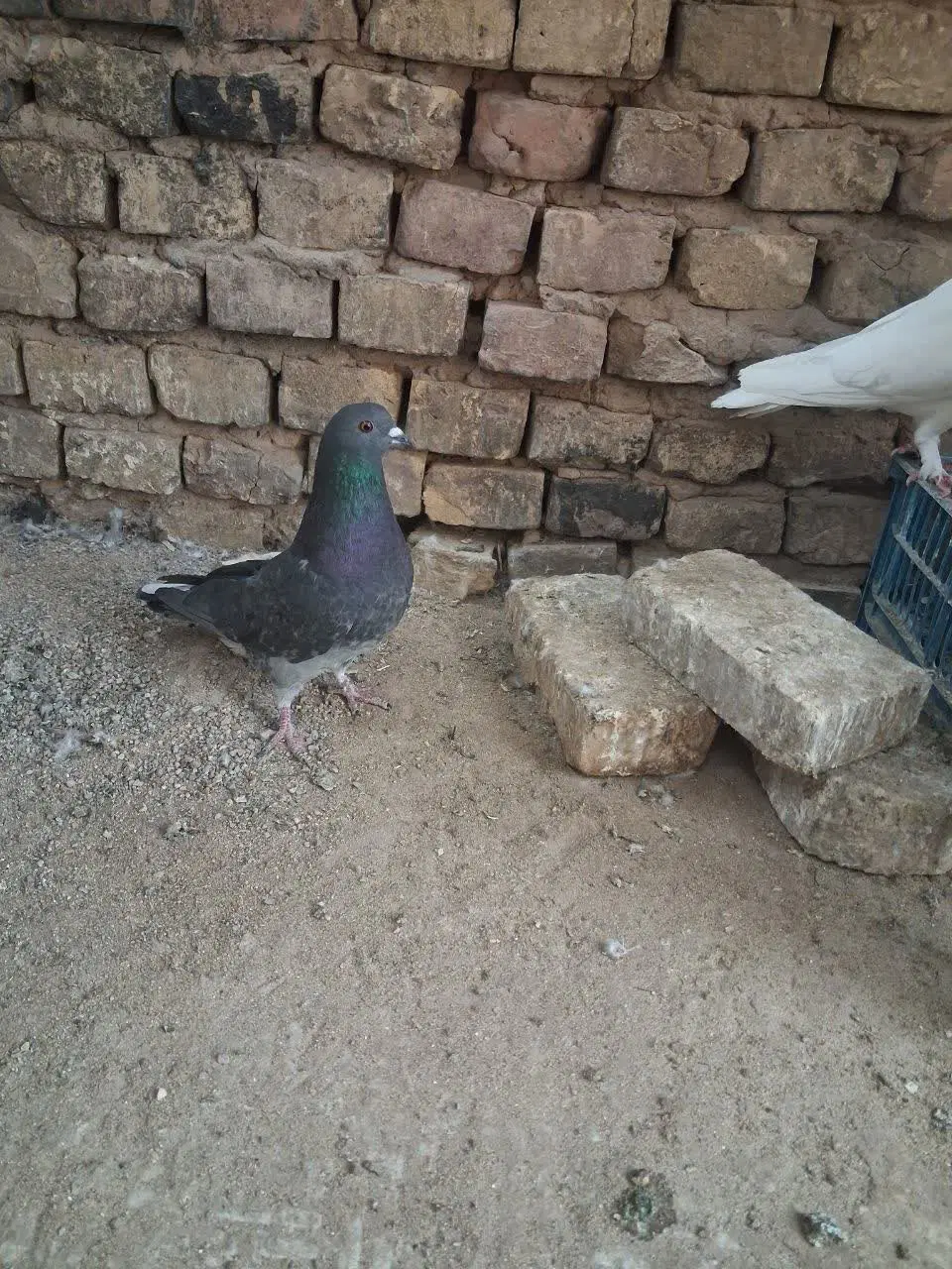 کفتر|پرنده|یزد, |دیوار