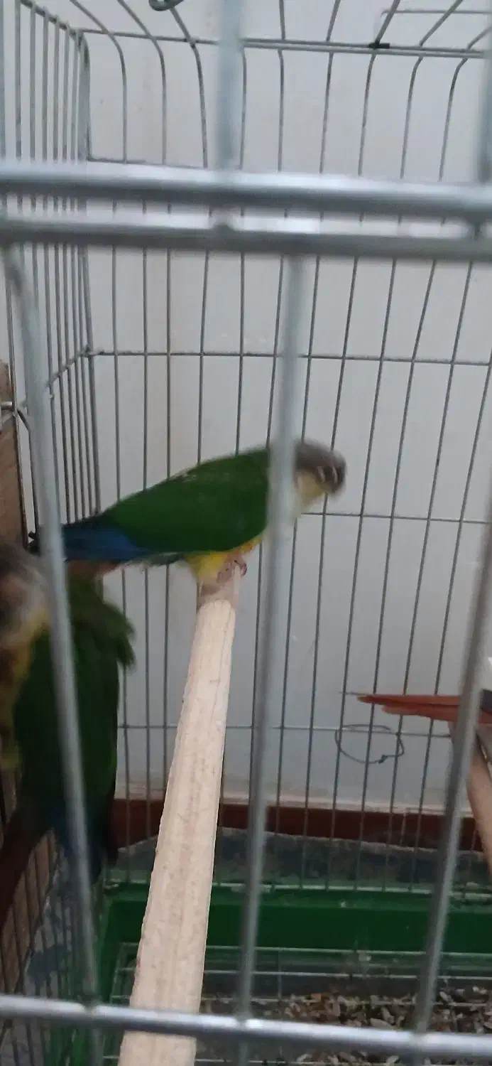 گرینچیک جوجه نرم خور|پرنده|رباطکریم, رباطکریم|دیوار