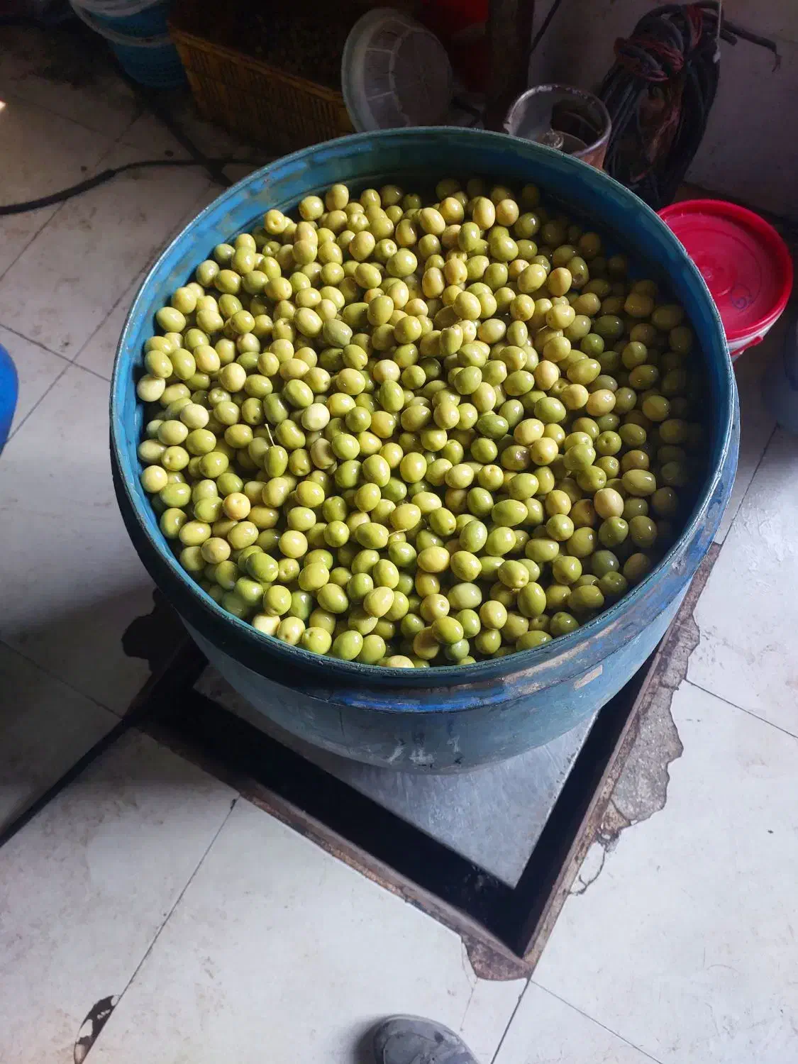 پخش زیتون رودبار و طارم|عمده‌فروشی|رودبار, |دیوار