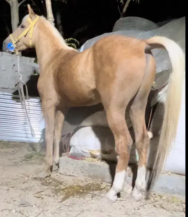 نریان سلطنتی سمند|اسب و تجهیزات اسب‌سواری|تهران, آبشار تهران (دریاچه)|دیوار