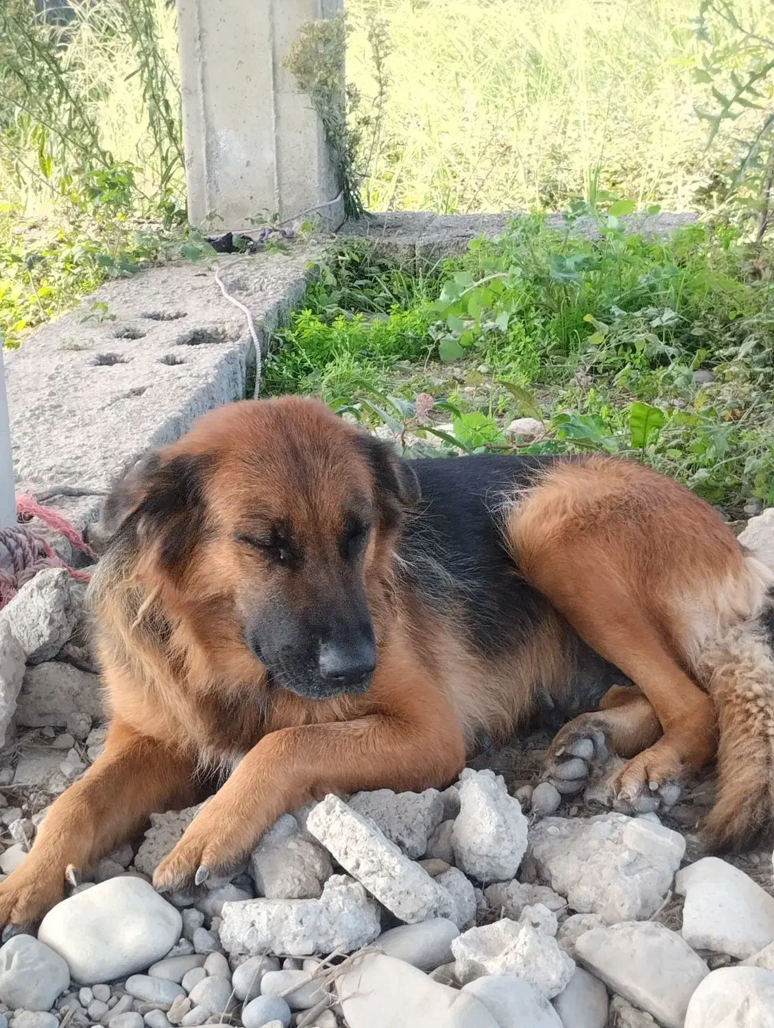 سگ ژرمن|سگ|نشتارود, |دیوار