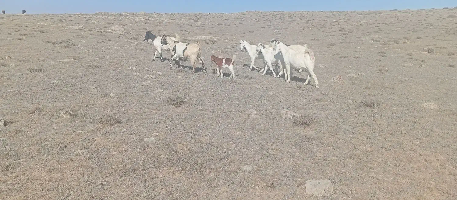 بزای ماده|حیوانات مزرعه|نیر (اردبیل), |دیوار