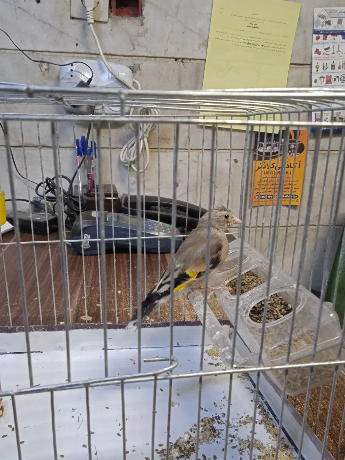 جوجه سهره نر برا منطقه لرستان|پرنده|رباطکریم, الارد|دیوار