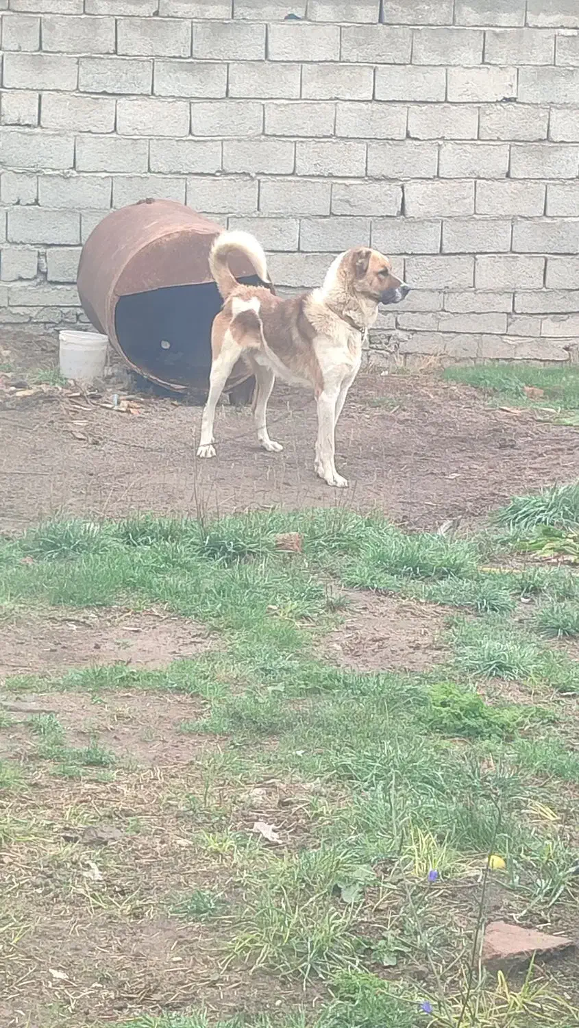 سگ سرابی نر|سگ|اردبیل, |دیوار