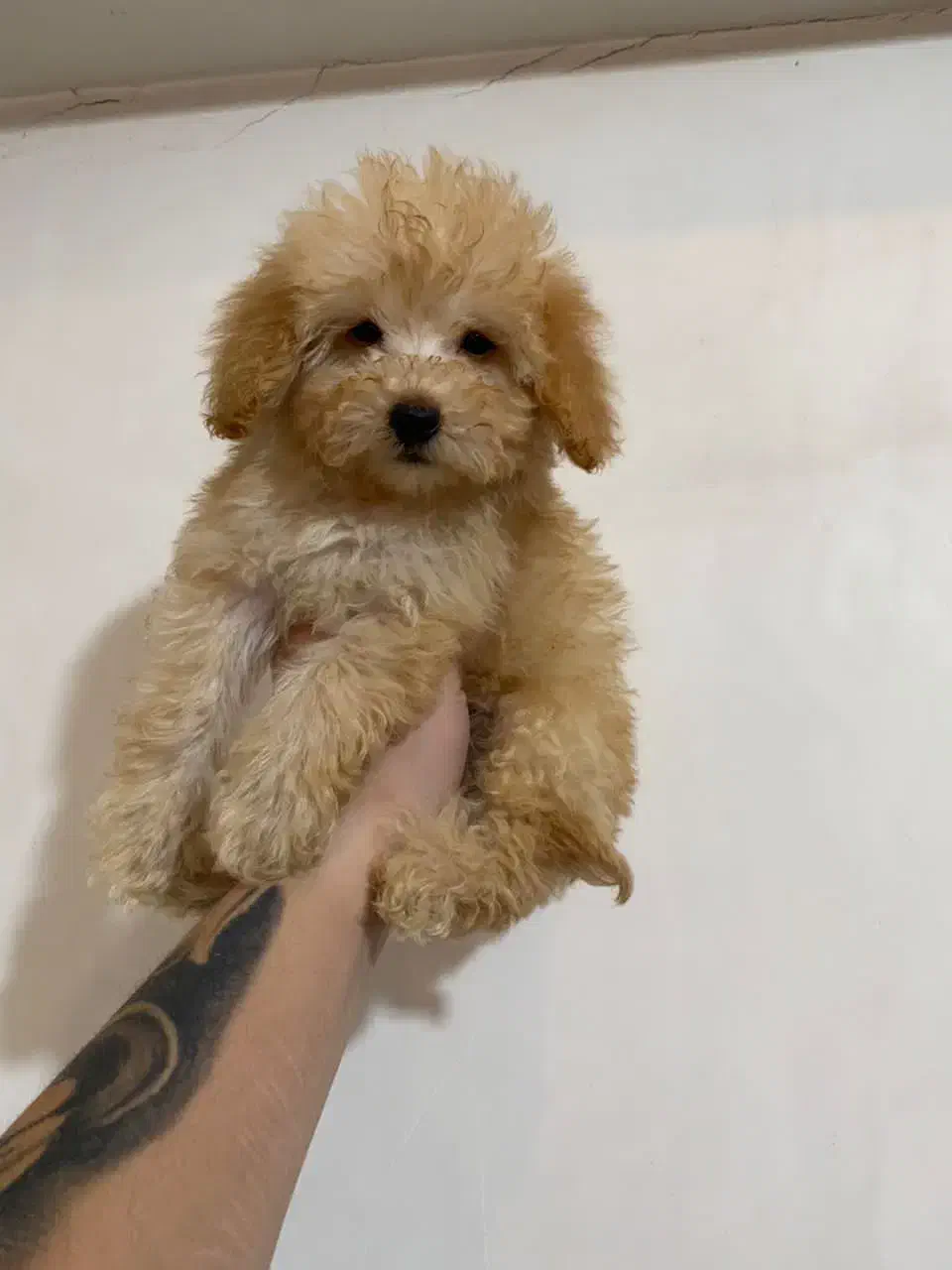پودل های قیمت مناسب وکیفیت خوب پودل عروسکی|سگ|تهران, محمودیه|دیوار