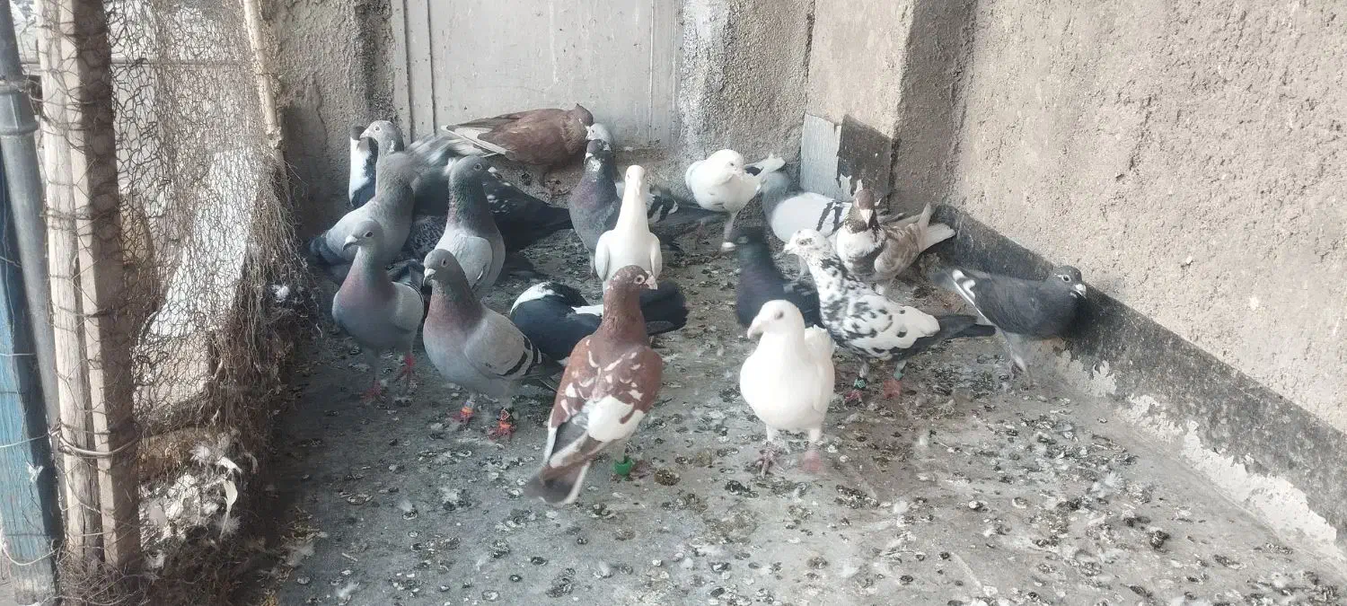 کبوتر|پرنده|تربت‌حیدریه, پائین ولایت|دیوار