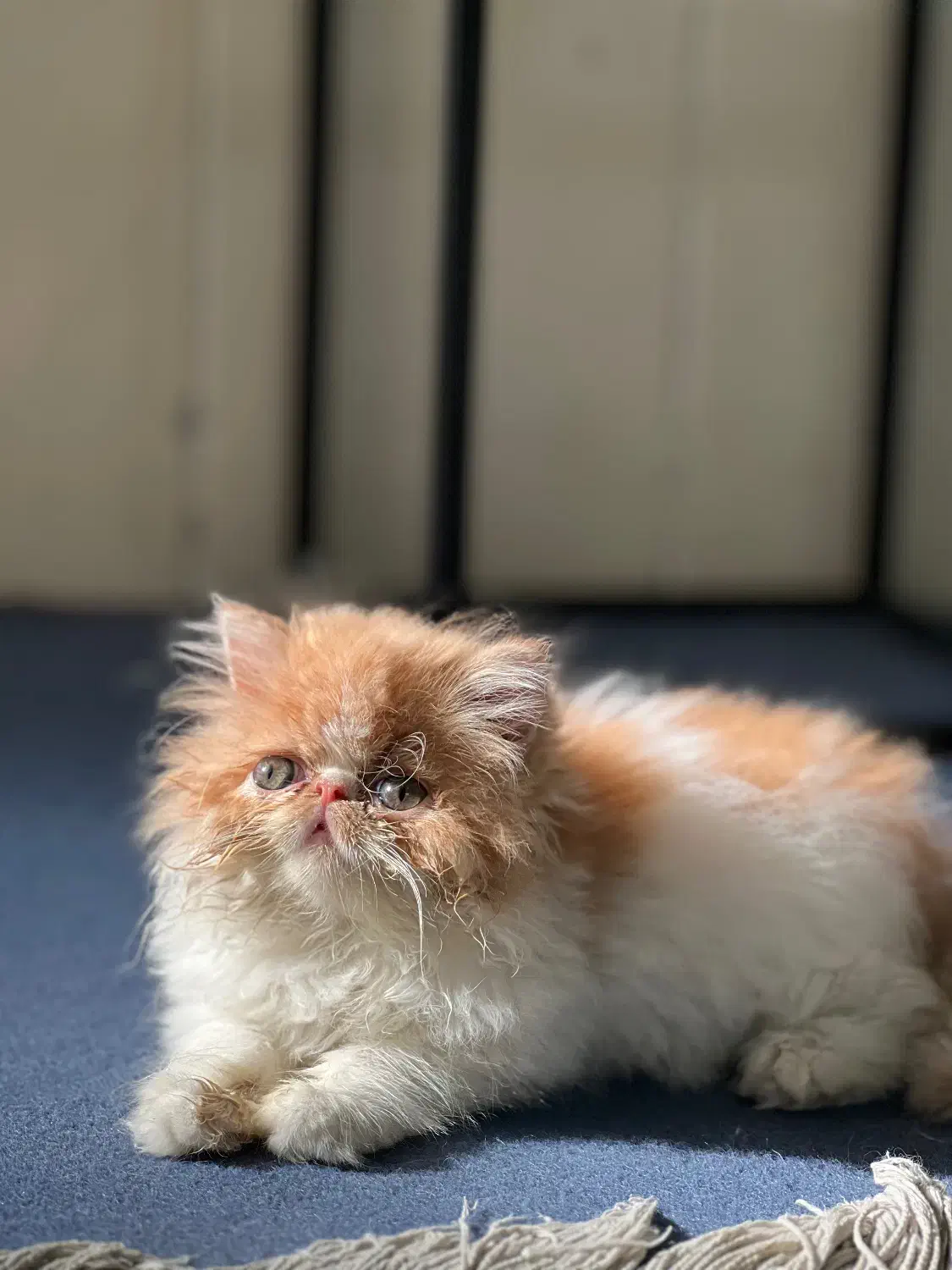 پرشین سوپرفلت دختر|گربه|شیراز, زرهی|دیوار