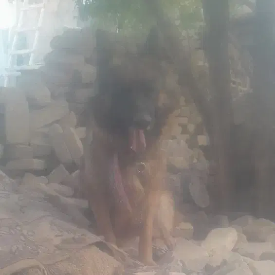 ژرمن شپرت اصلی|سگ|سبزوار, قاضی زاد|دیوار