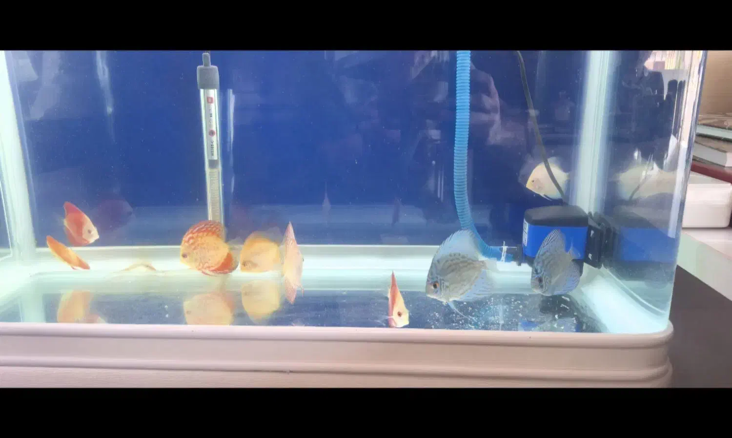 ماهی دیسک|ماهی|امیدیه, |دیوار