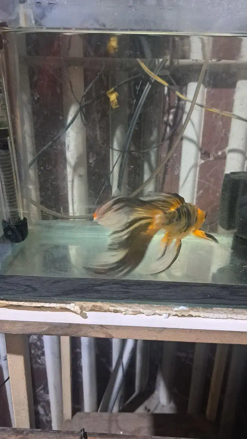 ماهی کوی|ماهی|تبریز, |دیوار