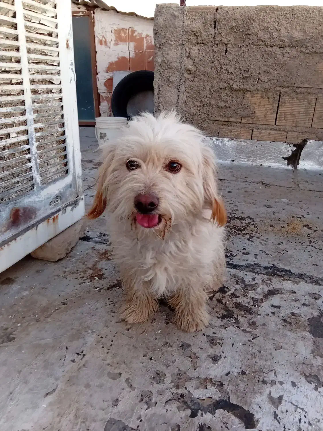 سگ پا کوتاه|سگ|هشتگرد, ینگی امام|دیوار