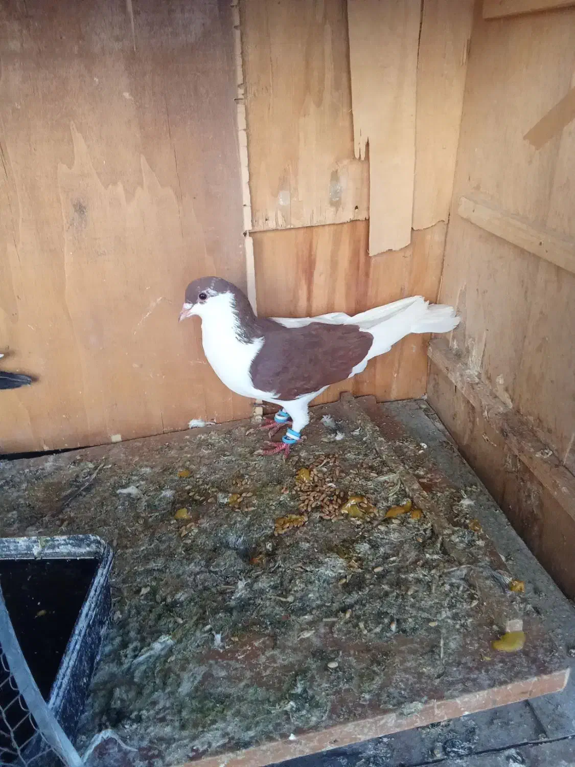 ....|پرنده|شوش, |دیوار