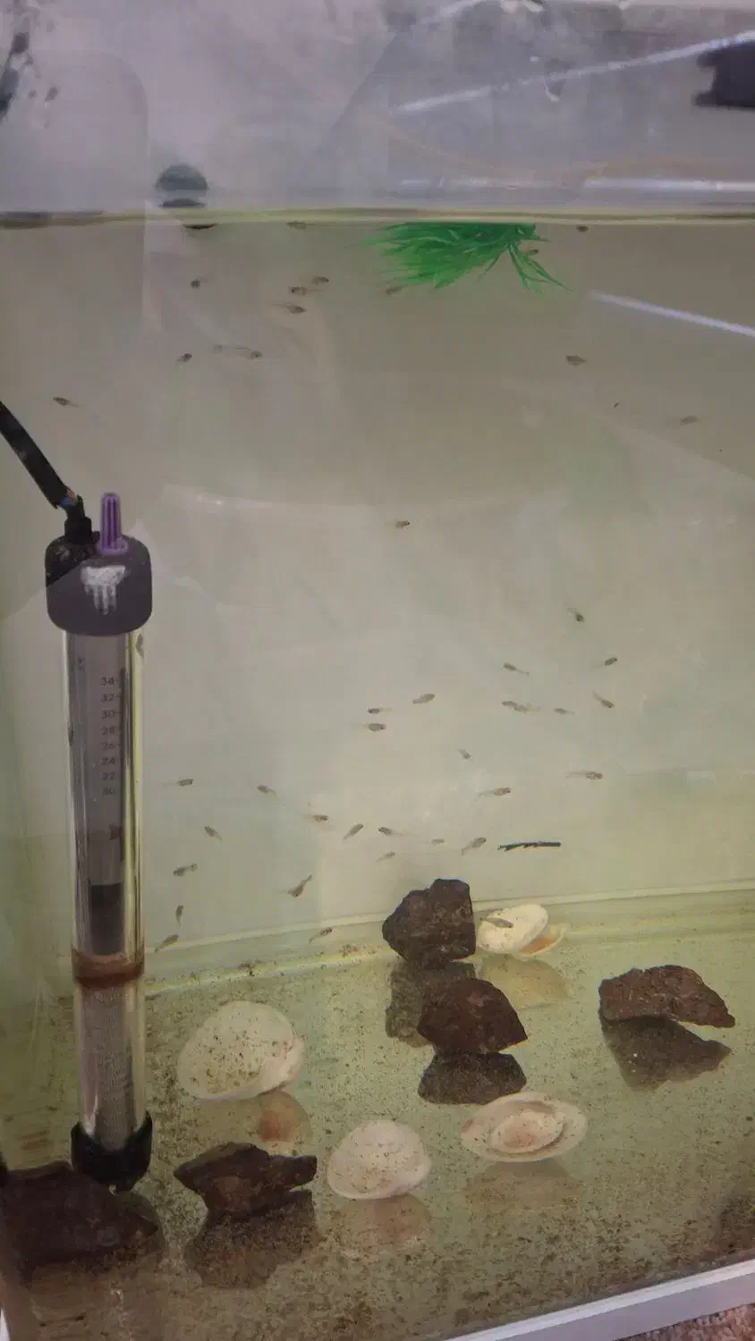 گوپی یک ماه بیگ ایر|ماهی|مشکین‌دشت, |دیوار