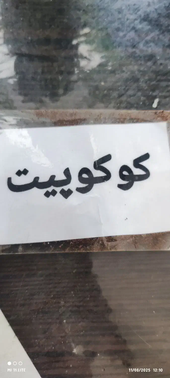 حلزون کوکوپیت|خزنده|ورامین, ورامین|دیوار