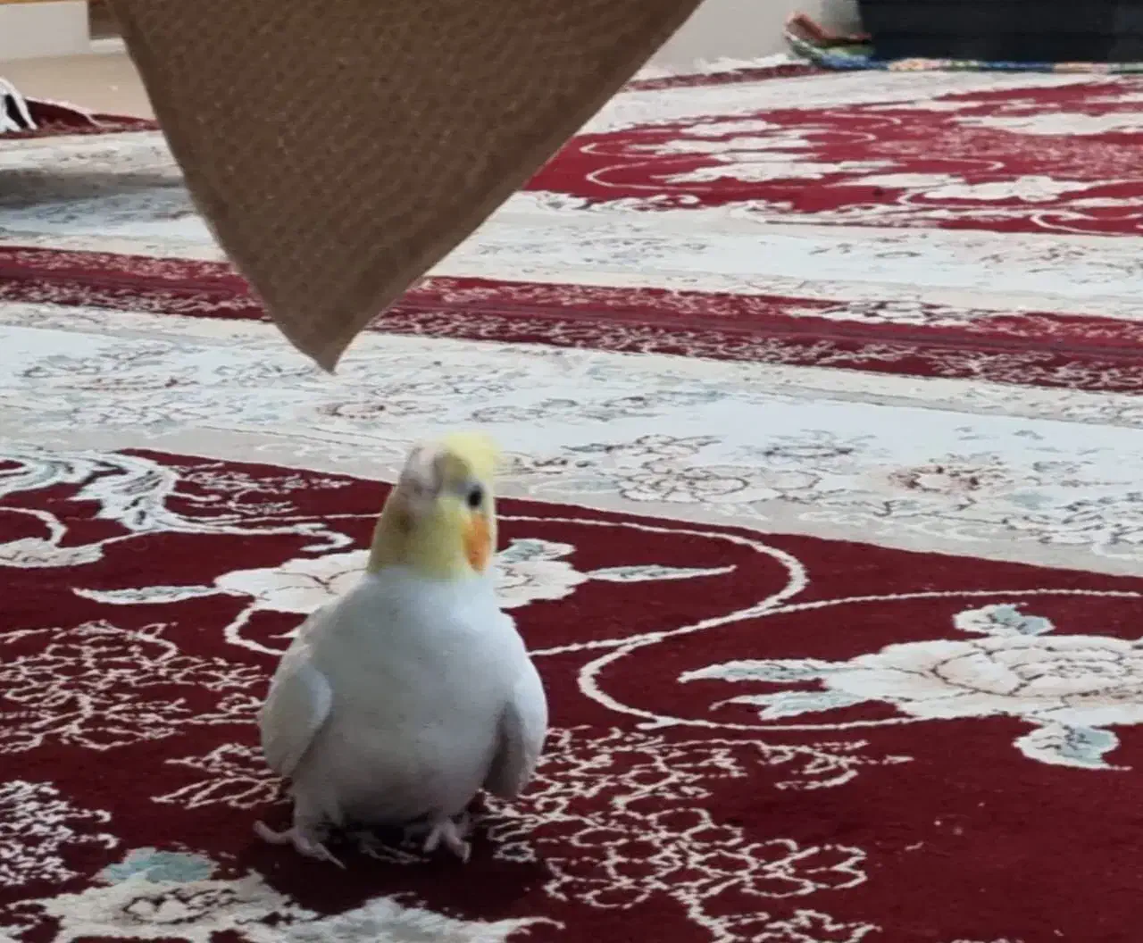 عروس هلندی گم شده کوی مهر|پرنده|شوش, |دیوار