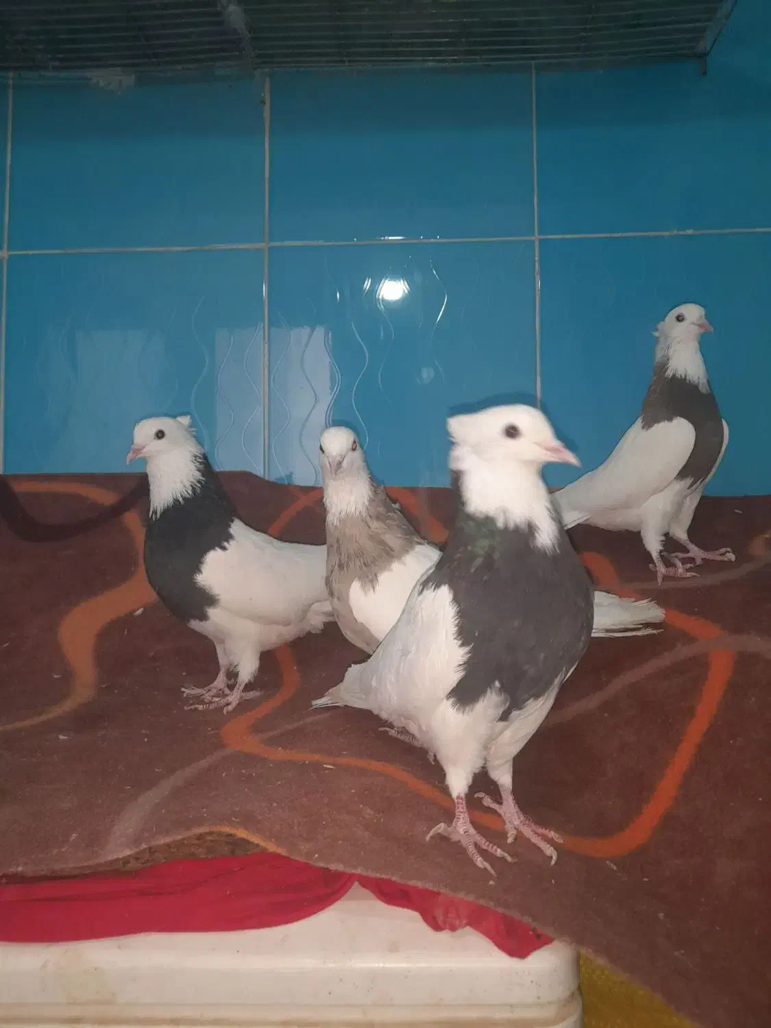 چهارتا کبوتر یکی ماده سه تا نر|پرنده|کنگاور, |دیوار