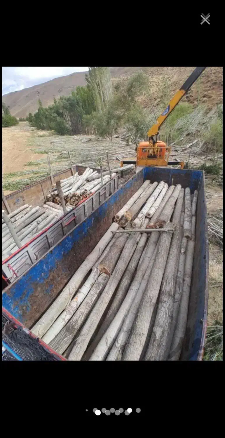 خرید انواع چوب درختان خشک و چوب سقفی|خدمات باغبانی و درختکاری|زنجان, |دیوار