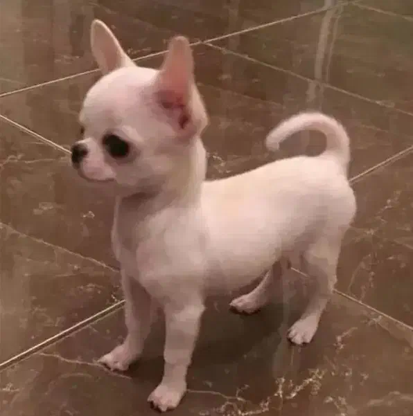 شیواوا جیبی|سگ|شیراز, تاچارا|دیوار