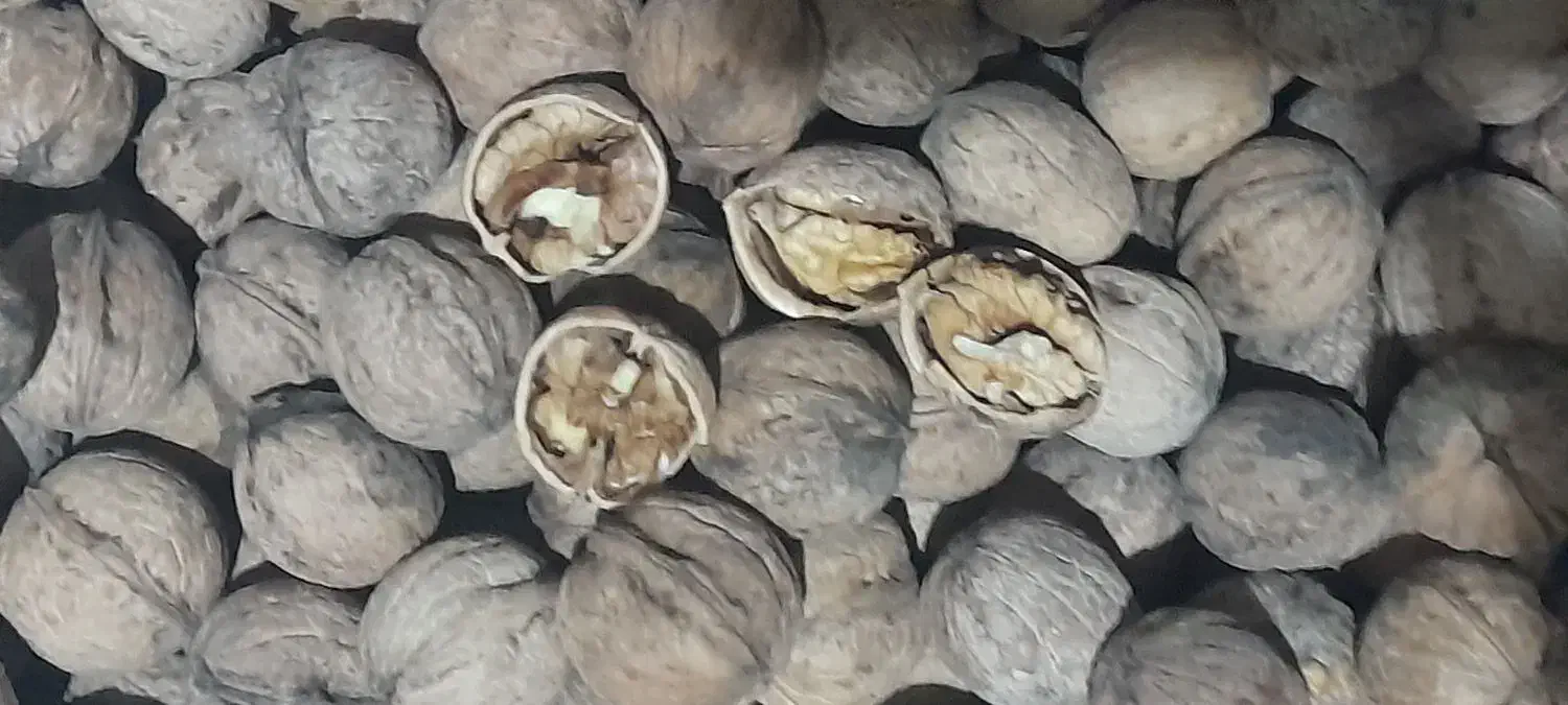 گردوی سفید وخوش مزه|خوردنی و آشامیدنی|میاندوآب, |دیوار