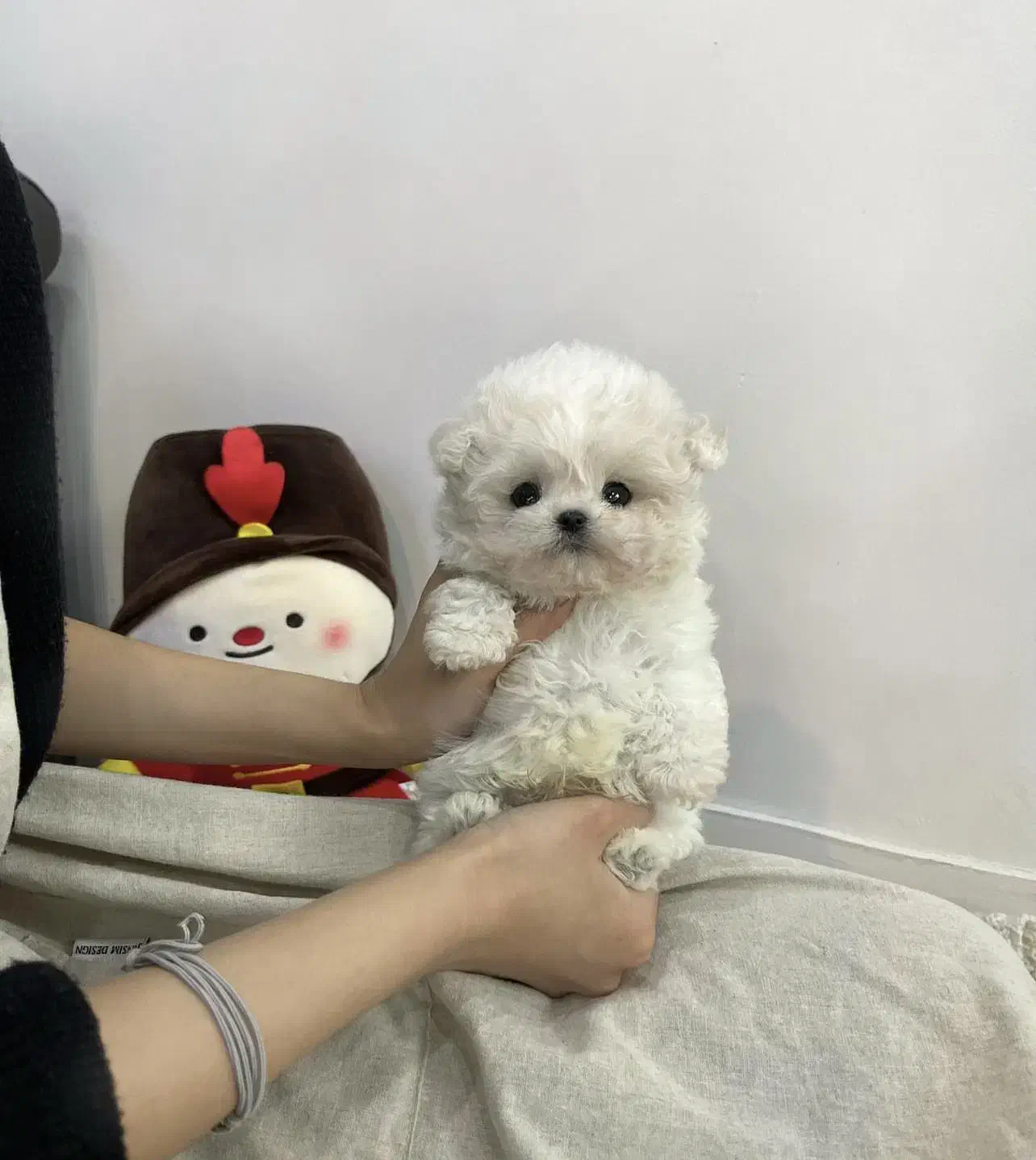 مالتیپو فسقلی|سگ|قم, سیدان|دیوار