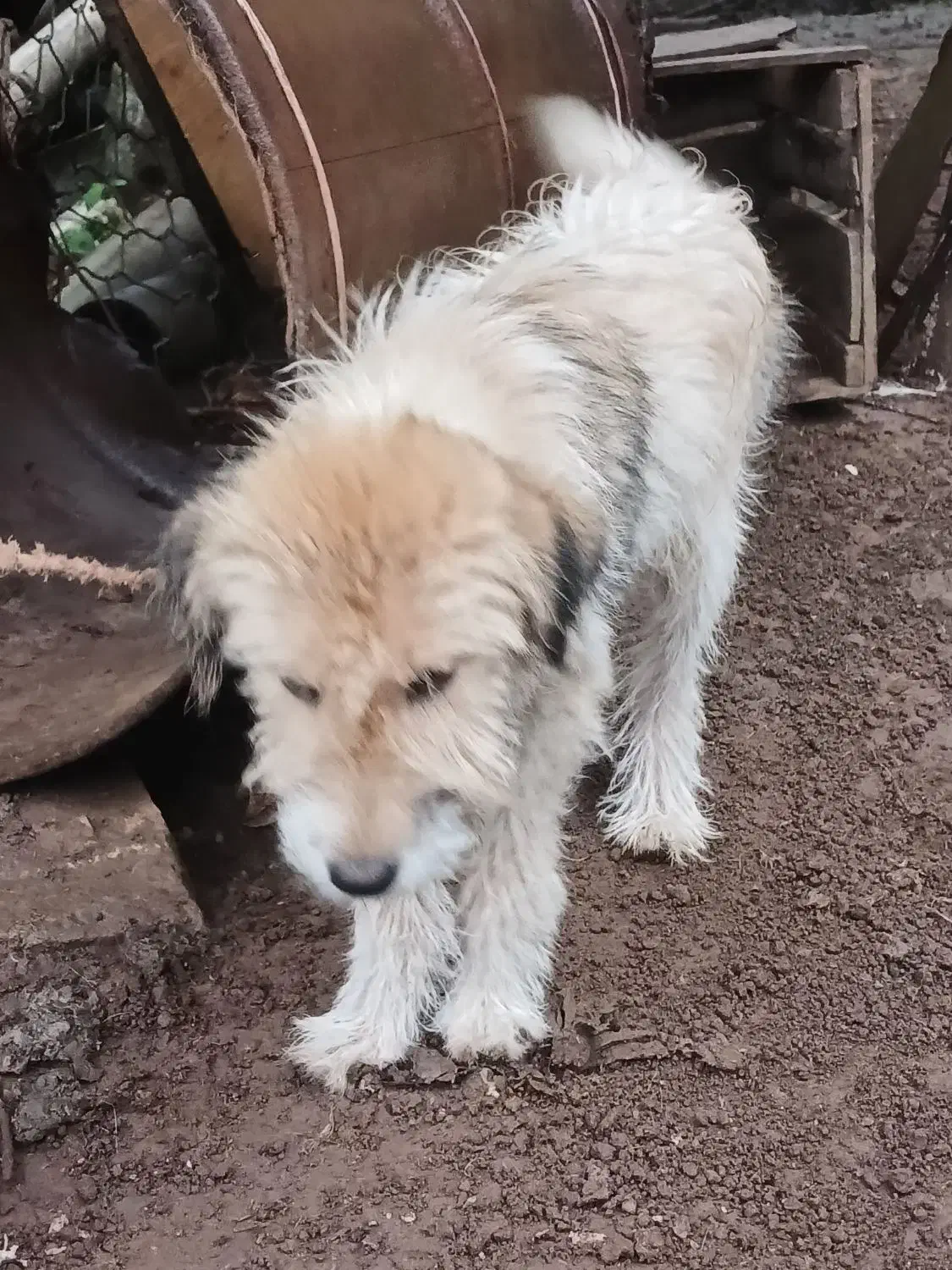 1عدد سگ پشم آلود به فروش میرسد.|سگ|رحیمآباد, |دیوار