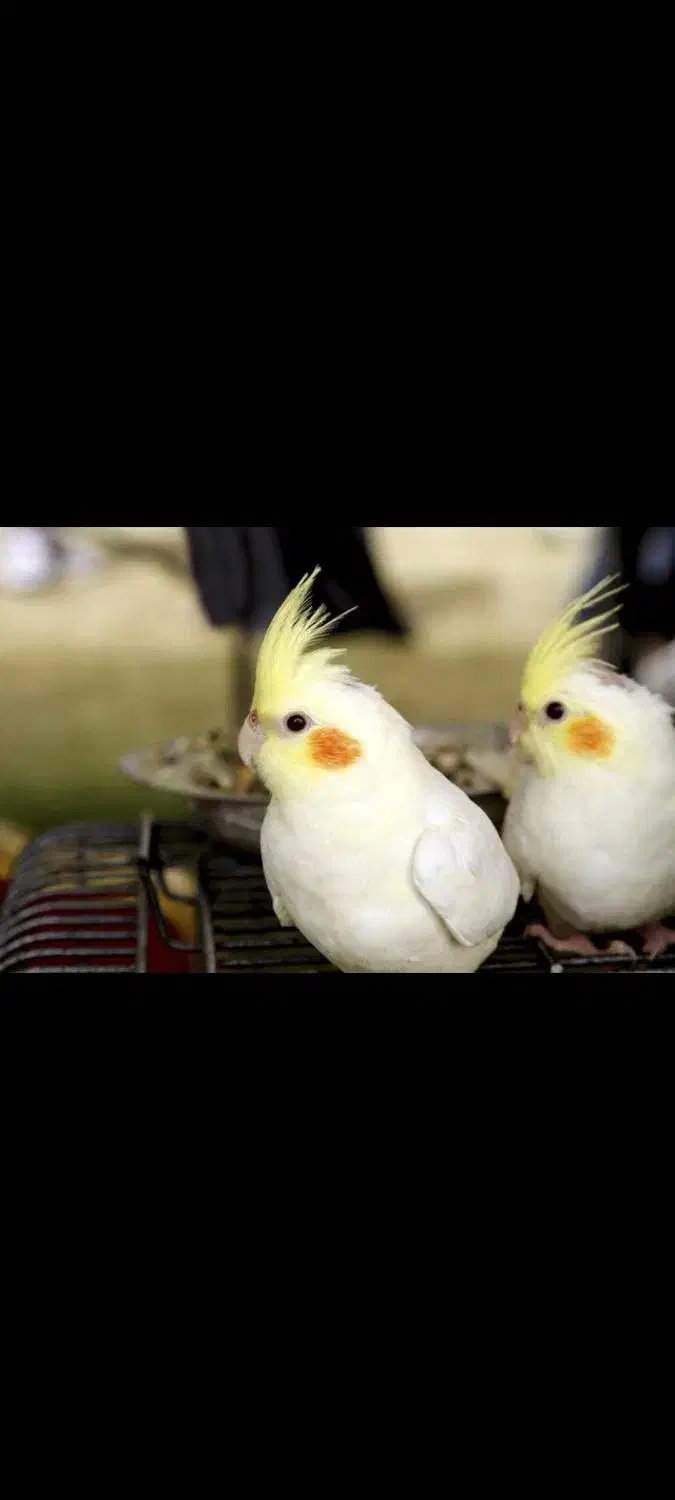 عروس هلندی مولد لوتینو|پرنده|فولادشهر, B6|دیوار