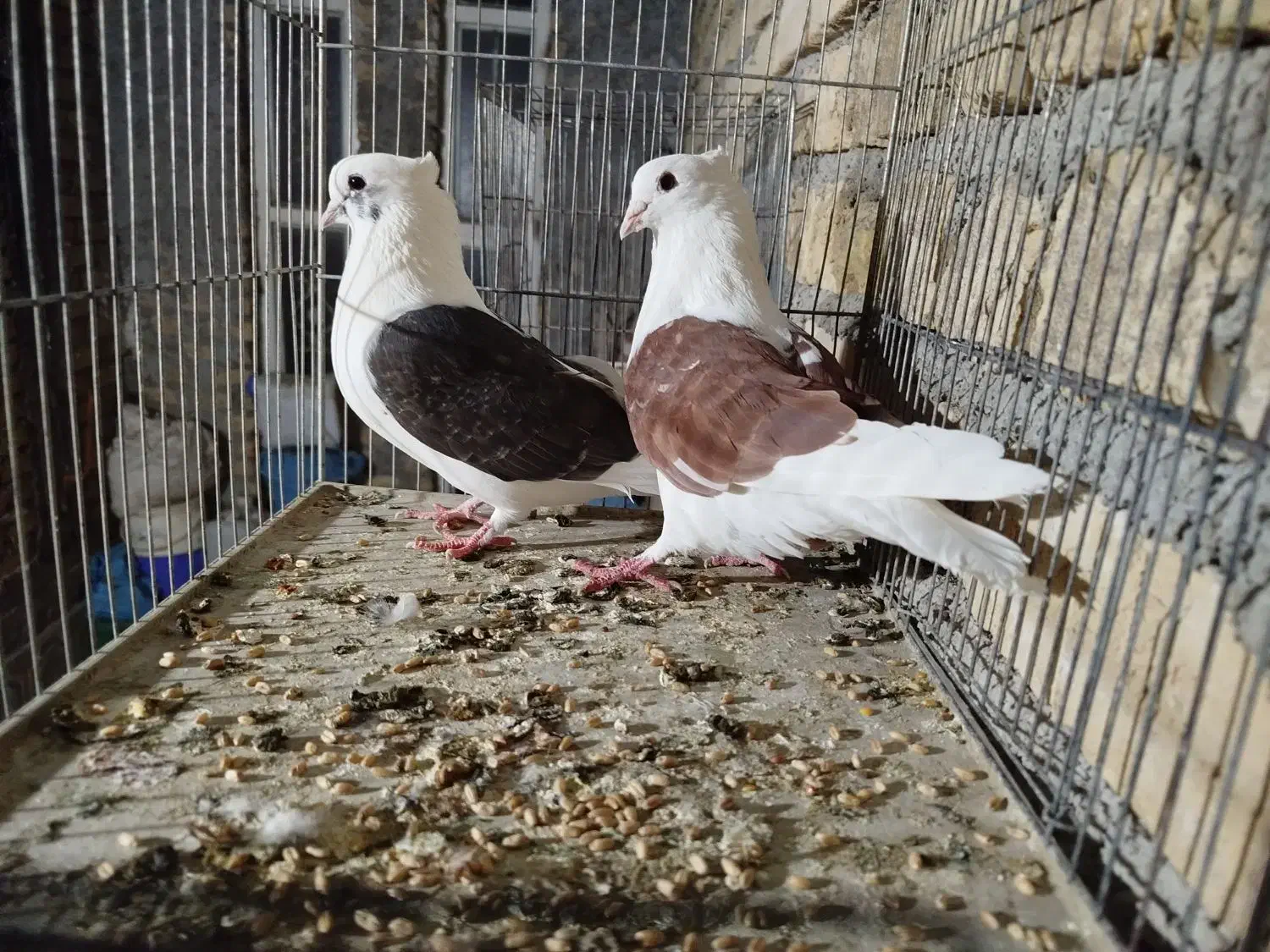 جفتی بهبهانی|پرنده|مرودشت, فرهنگ|دیوار