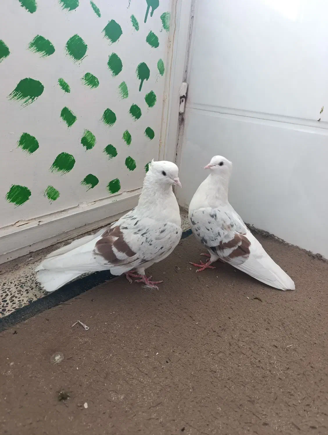 نر و ماده پلنگ عتیقه کفتر|پرنده|بروجرد, |دیوار