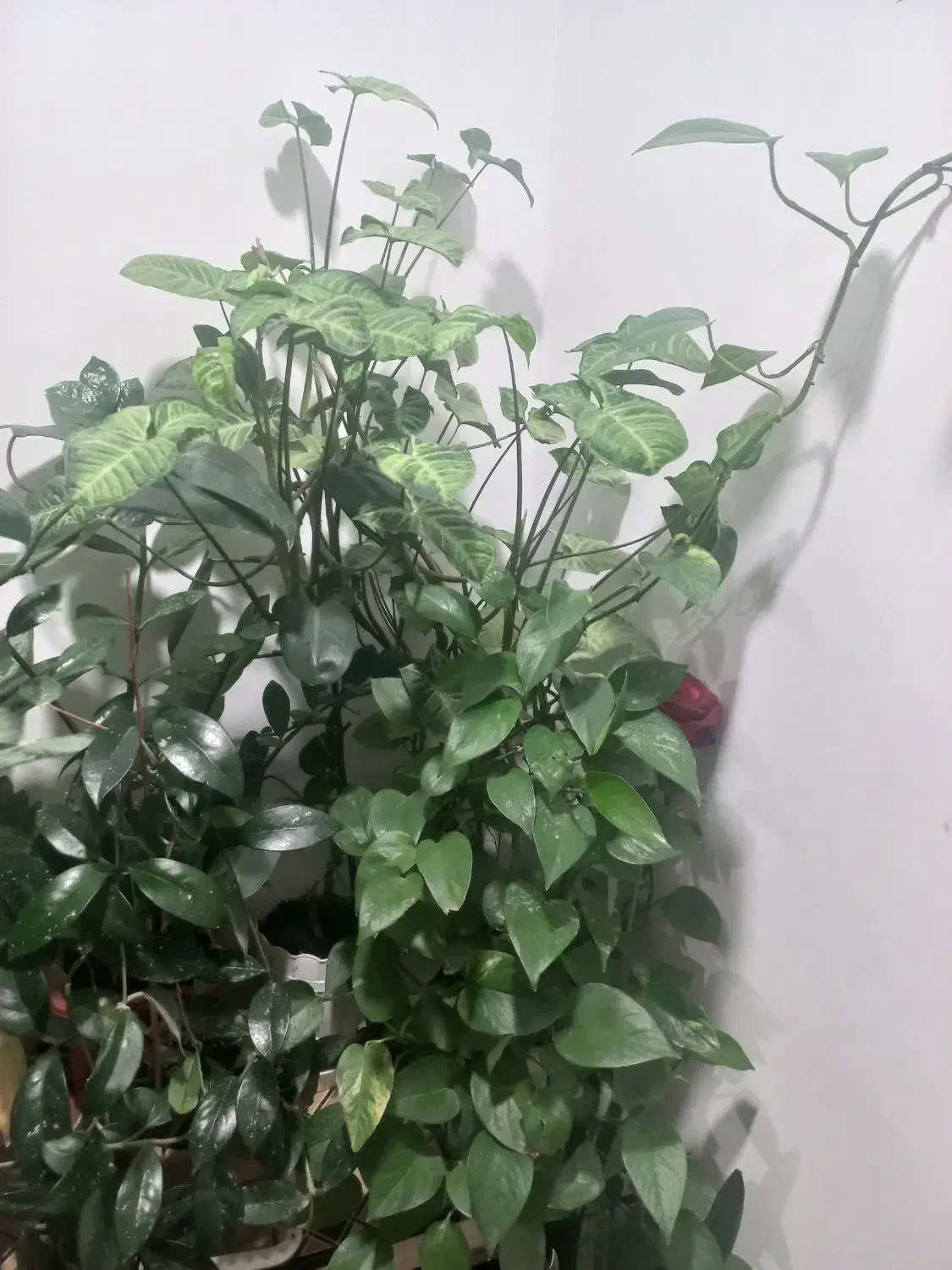 تعدادی گل|گل و گیاه طبیعی|اردبیل, |دیوار