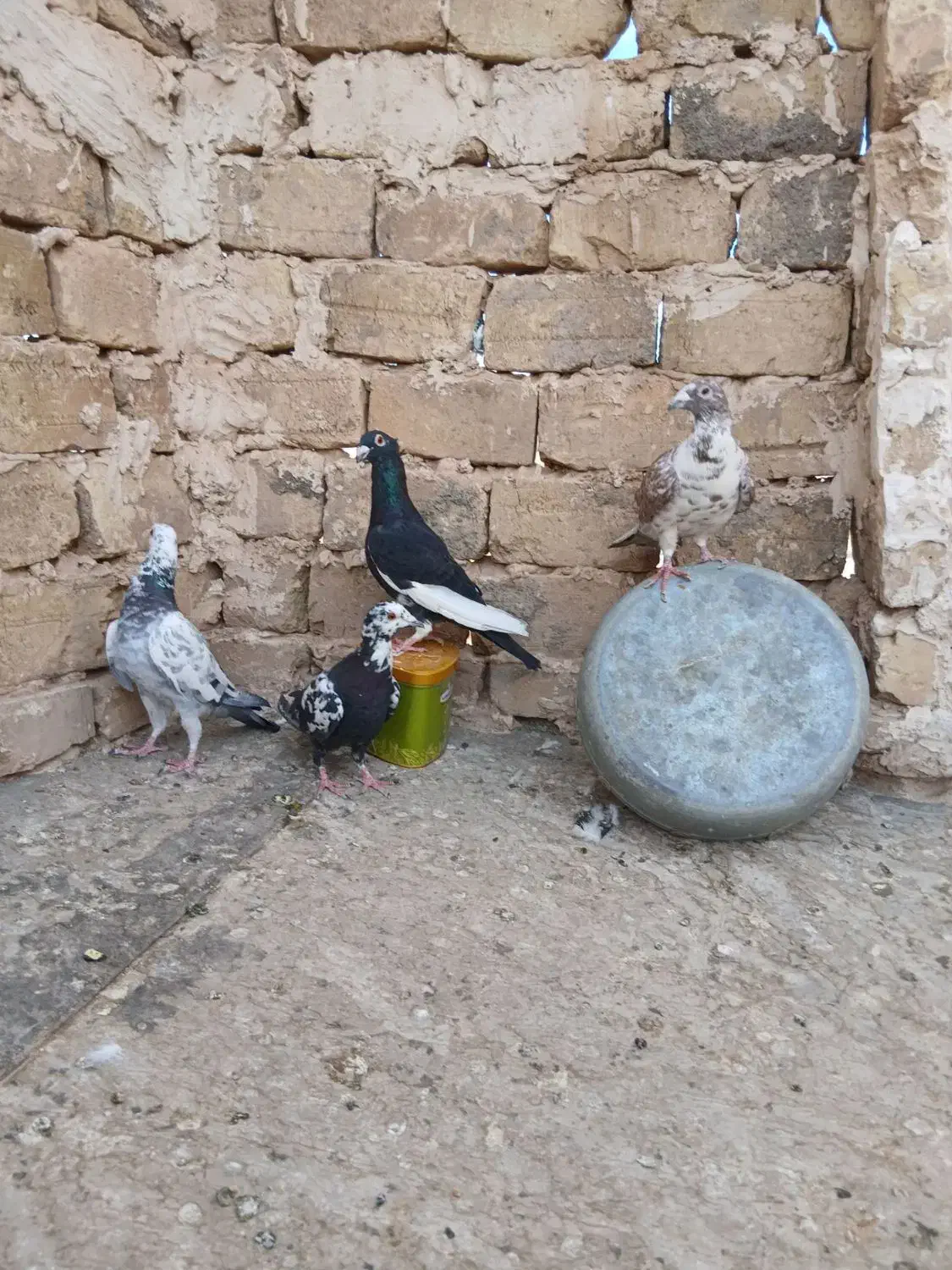 کفتر جفتگاه خوب|پرنده|تربت‌حیدریه, ترمینال|دیوار