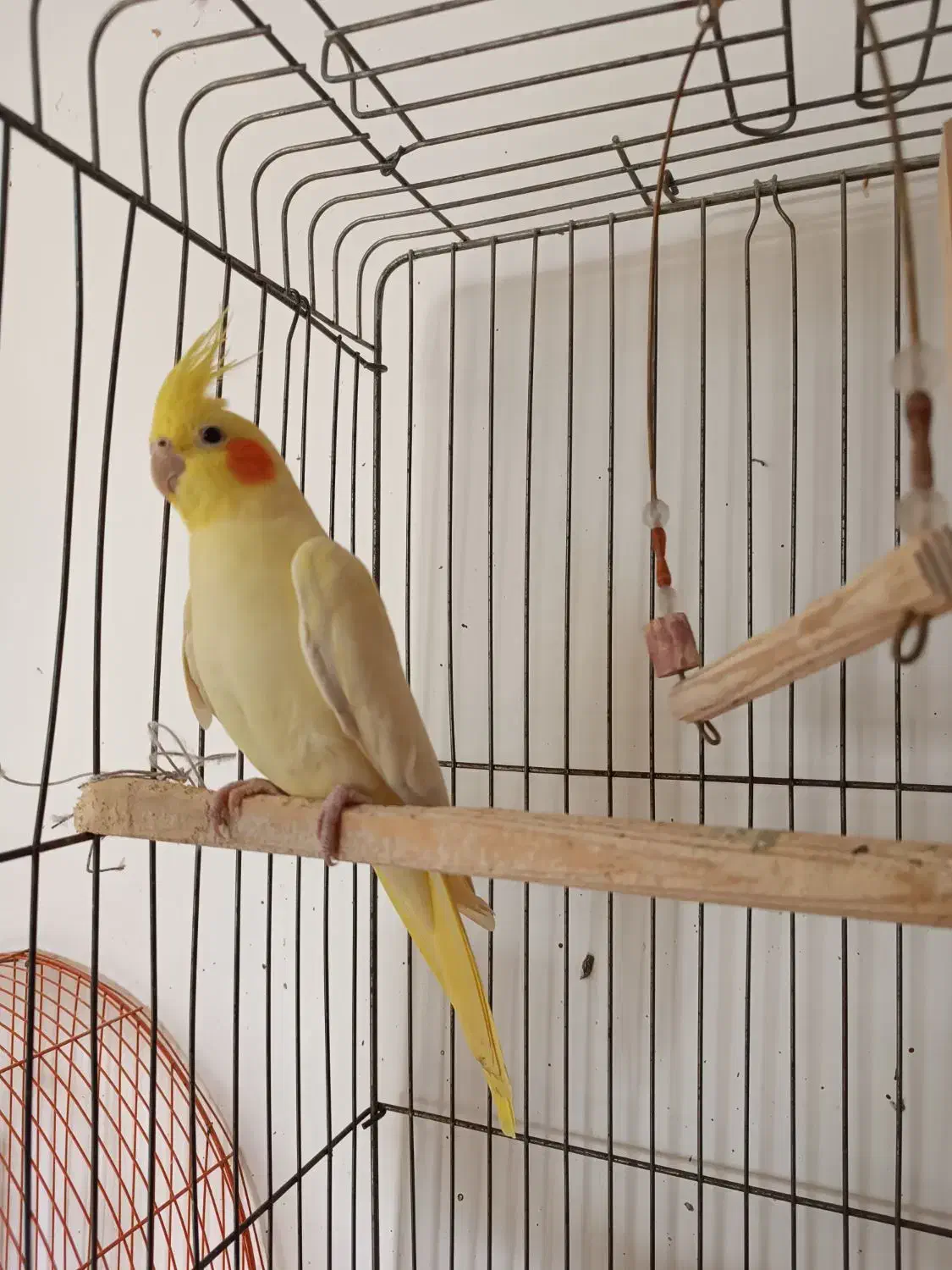 عروس هلندی|پرنده|لنگرود, |دیوار