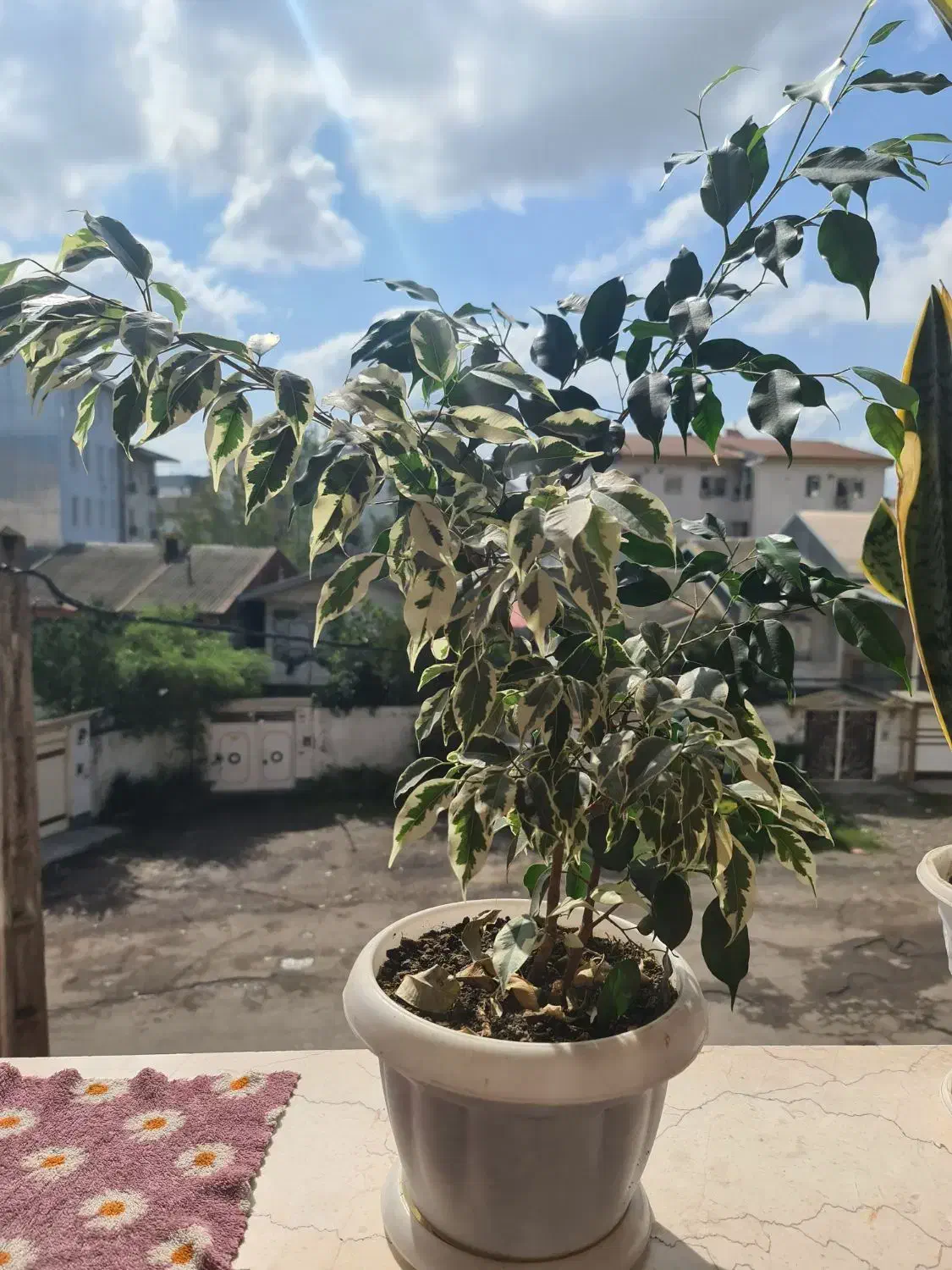 گل بنجامین|گل و گیاه طبیعی|خمام, |دیوار