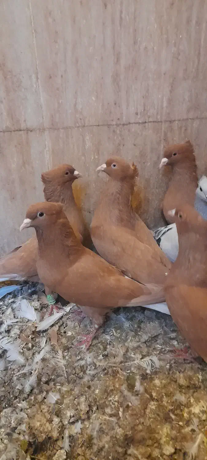 پرنده کبوتر فروشی|پرنده|اسفرورین, |دیوار