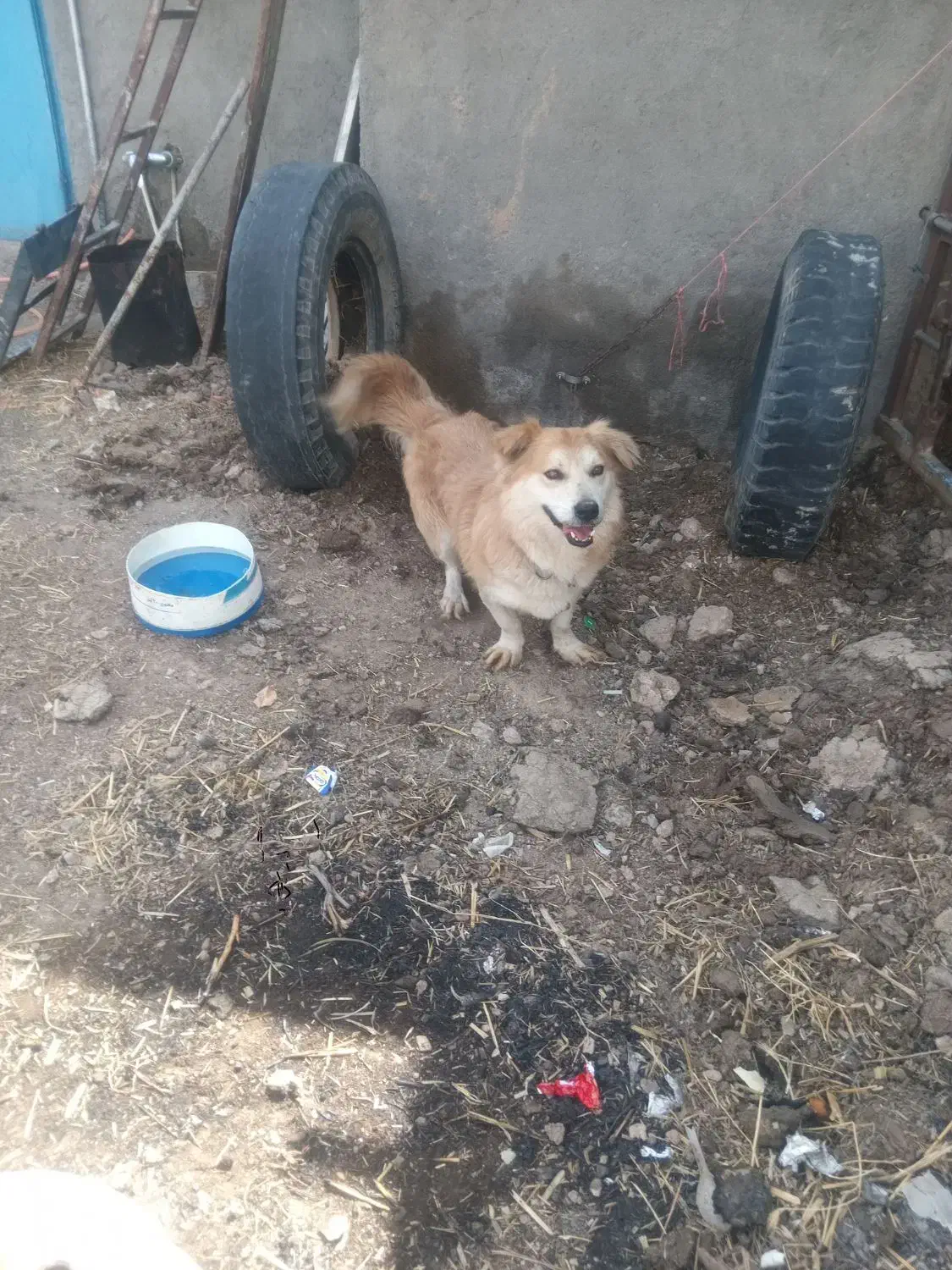 سگ س|سگ|گناباد, |دیوار