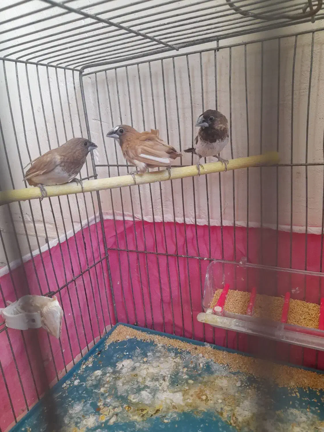 فنچ بنگالی سالم|پرنده|کوهدشت, |دیوار