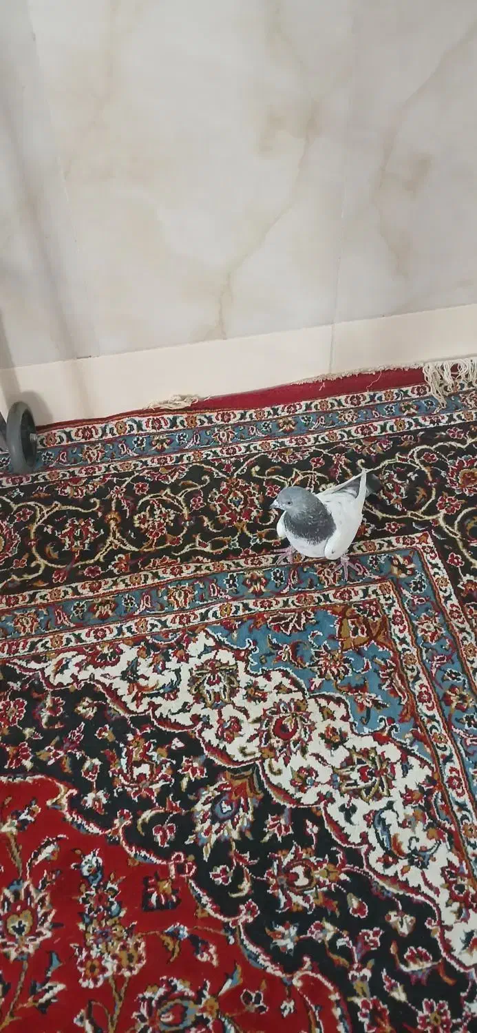 کبوتر دوکت زرد رواعب وکلدار|پرنده|قم, سرحوض|دیوار