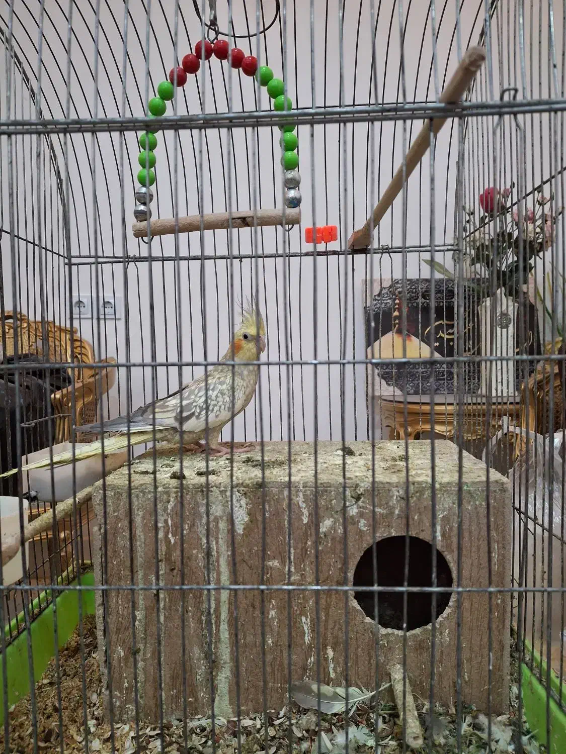 عروس هلندی زیبا و مولد|پرنده|بندر ماهشهر, |دیوار