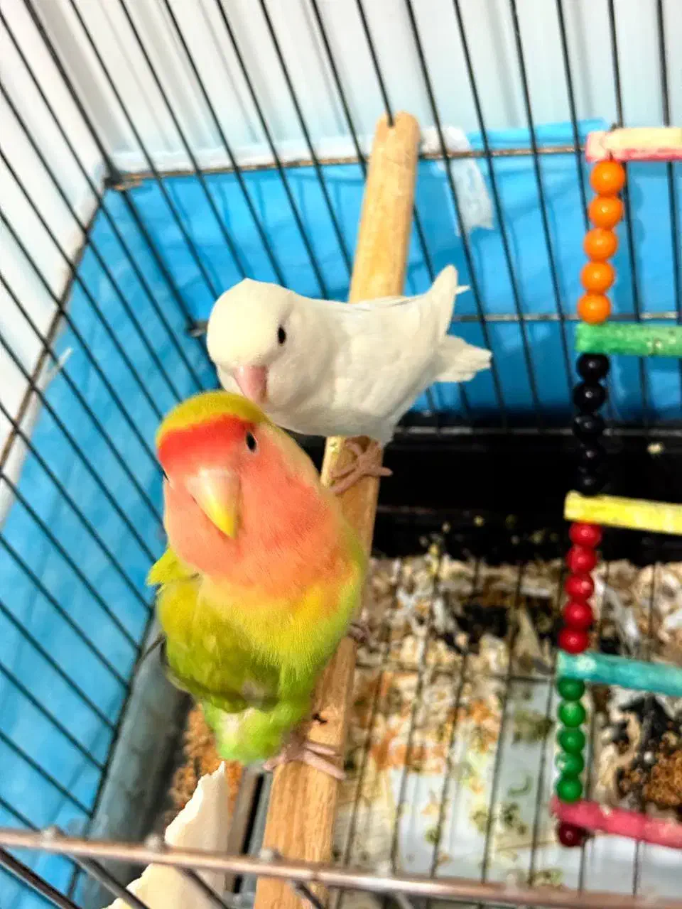 طوطی برزیلی|پرنده|خوانسار, |دیوار