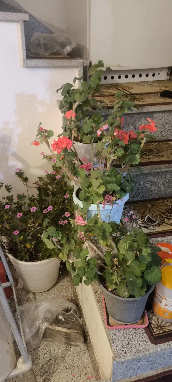 گل خونگی|گل و گیاه طبیعی|اسدآباد, |دیوار