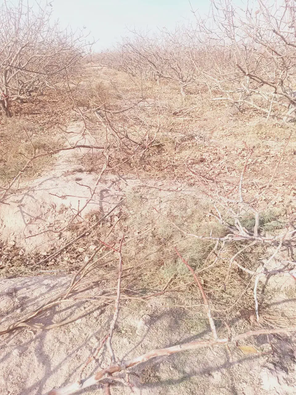 فروش چوب پسته 6500|عمده‌فروشی|گرمسار, |دیوار