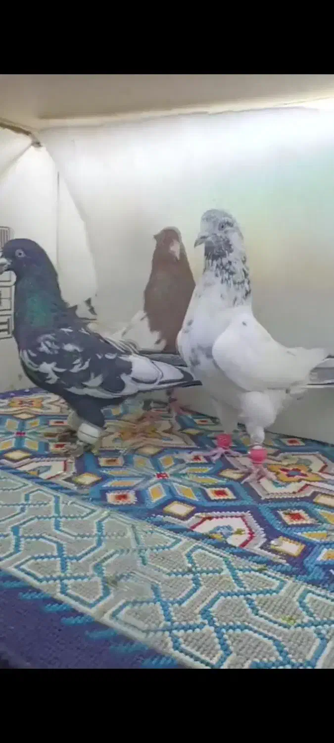 3تا نر پرشی کفتر بوم|پرنده|مشهد, هفده شهریور|دیوار