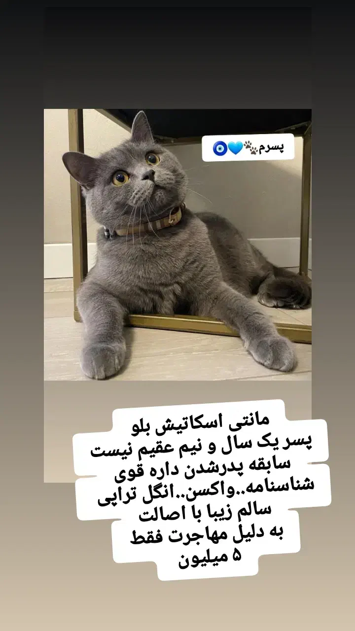 پرشین ماده.اسکاتیش نر فوری|گربه|آمل, |دیوار