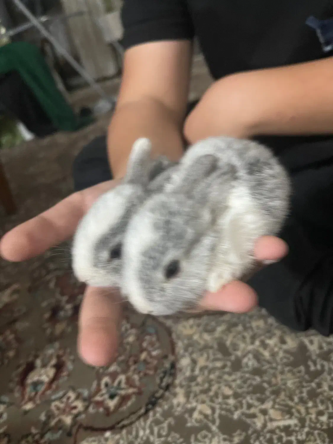 خرگوش های مینیاتوری|موش و خرگوش|کاشان, ولیعصر|دیوار