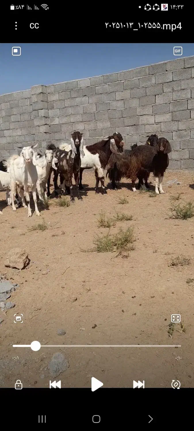 بز پاکستانی|حیوانات مزرعه|ششطراز, |دیوار