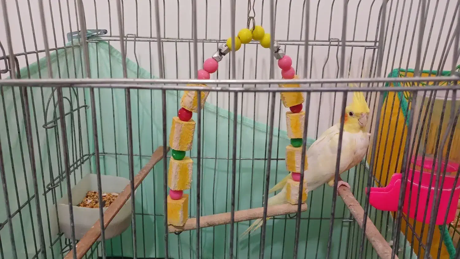 دو عدد مرغ عشق ویه عروس هلندی رام ،|پرنده|رشت, آب و برق|دیوار