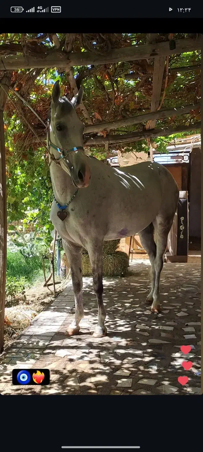 اسب|اسب و تجهیزات اسبسواری|ورامین, ریحان آباد|دیوار