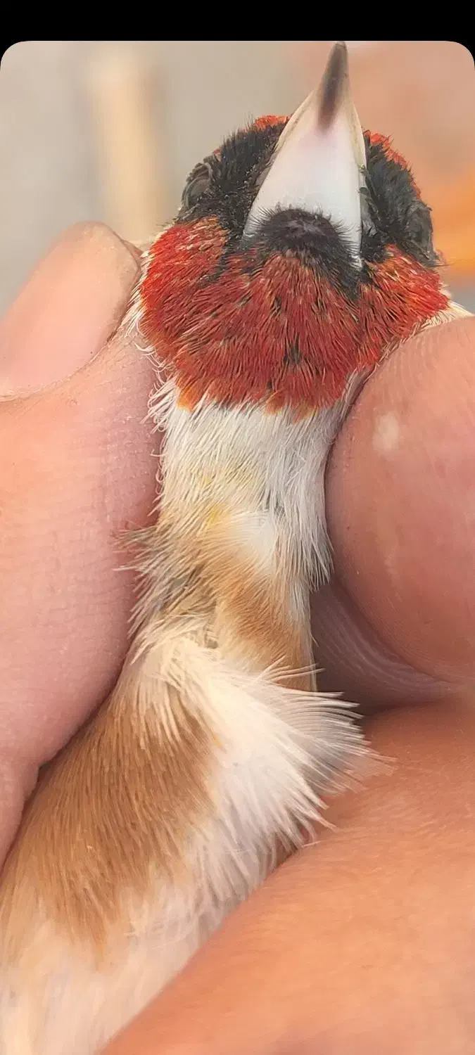 سهره جوجه امسالی کراوات گل بلند|پرنده|اسلامشهر, شهرک امام حسین (میان آباد)|دیوار